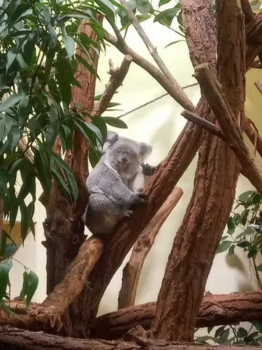 BÉCS – SCHÖNBRUNN
ÁLLATKERT - KASTÉLY 5