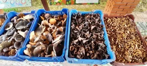 ŐSZI ÉLMÉNYEK AZ ŐRSÉG SZÍVÉBEN
- Aranyló Ősz az Őrségben – Tökfesztivál Hangulatban  4