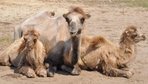TÖRTÉNELEM ÉS ÁLLATKERTI KALAND VESZPRÉMBEN 5