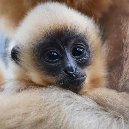 Utazás kép POZSONYI ÁLLATKERT - KITTSEE CSOKI VÁSÁRLÁSI LEHETŐSÉGGEL