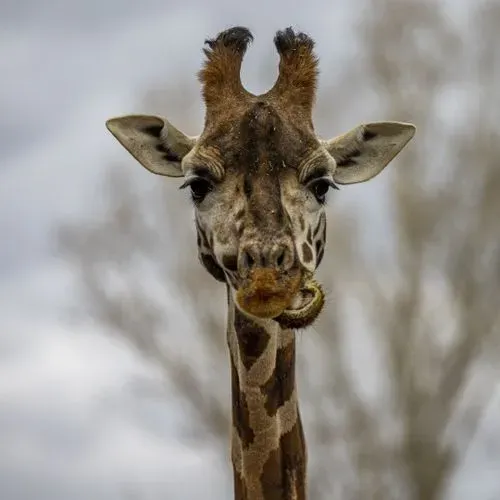 POZSONYI ÁLLATKERT - KITTSEE CSOKI VÁSÁRLÁSI LEHETŐSÉGGEL 6