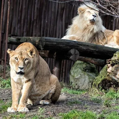 POZSONYI ÁLLATKERT - KITTSEE CSOKI VÁSÁRLÁSI LEHETŐSÉGGEL 7