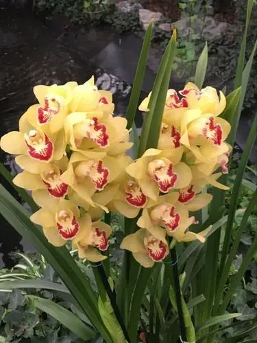 ORCHIDEÁK BŰVÖLETÉBEN – KOLOSTORI POMPA ÉS DUNA-PARTI HANGULAT 3