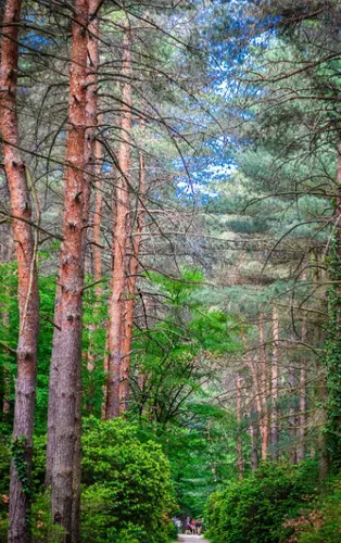 BALATONI VARÁZSLAT -SZIGLIGET ÉS FOLLY ARBORÉTUM 3
