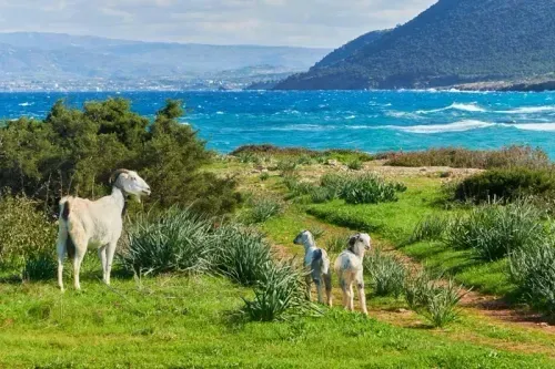 CIPRUS SZÉPSÉGEI 1