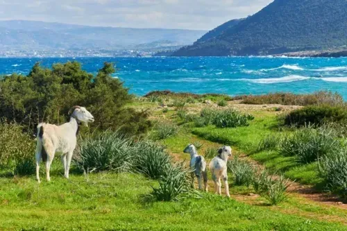 CIPRUS SZÉPSÉGEI 1