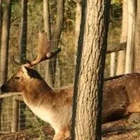 GUNARAS FÜRDŐ ÉS A 
MIKLÓSVÁRI PARKERDŐ 4