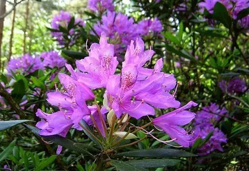 KÖRMEND ÉS KÁM RODODENDRON VIRÁGZÁS IDEJÉN 3