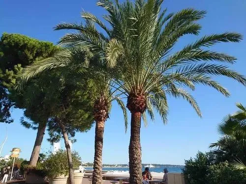 Tavaszköszöntő Monacoban
MONACO-CANNES-NIZZA-MENTON 5