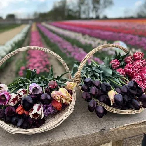 Utazás kép Szőlősgyörök - tulpigarden
Fonyódi piac – Boglár - Lengyeltóti