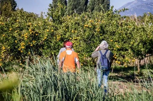 Mandarin szüret az Arany völgyben
Dubrovnik-Mandarin szüret a Neretva völgyben-Pocitelj 5