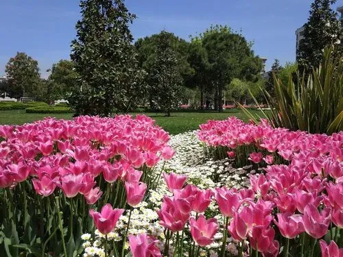 Utazás kép Tulipánfesztivál Isztambulban