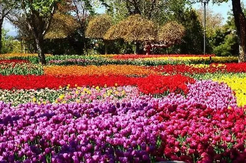Tulipánfesztivál Isztambulban 2