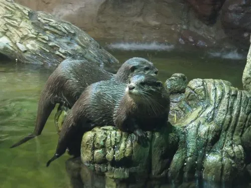 TISZA-TAVI ÖKOCENTRUM – STRANDOLÁSI LEHETŐSÉGGEL 1