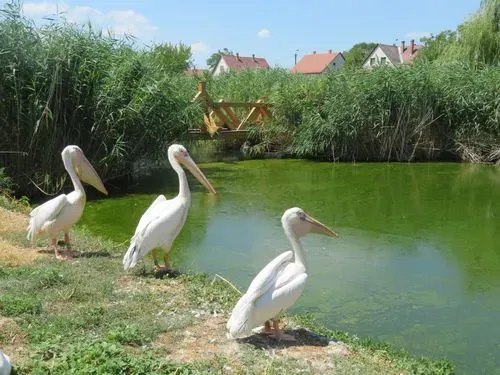 TISZA-TAVI ÖKOCENTRUM – STRANDOLÁSI LEHETŐSÉGGEL 5