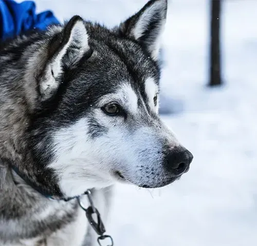 Lappföld csodái-Találkozz az igazi Mikulással  
 2