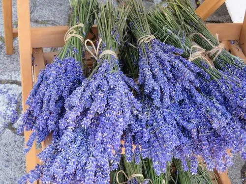 Utazás kép LEVENDULAÜNNEP PANNONHALMÁN