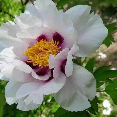 MALONYA – BÉNY – ZSELÍZ 5