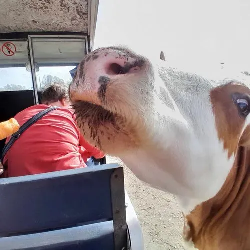 RICHTER SZAFARI PARK, ÓCSAI LÁTOGATÁSSAL 5