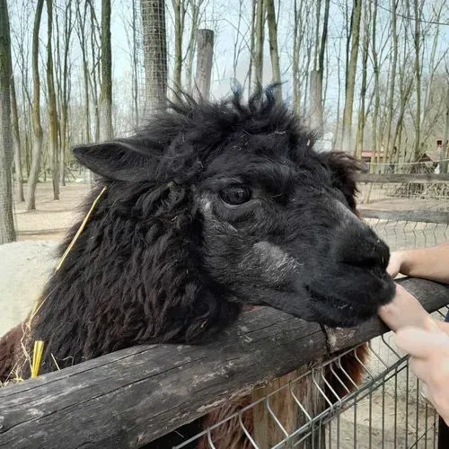 RICHTER SZAFARI PARK, ÓCSAI LÁTOGATÁSSAL 6