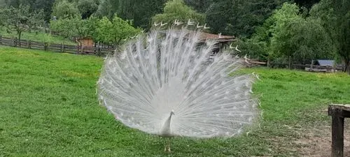 RIEGERSBURGI VÁR
ÉS A ZOTTER CSOKOLÁDÉGYÁR 5