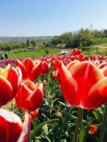 TULIPÁNVIRÁGZÁS KŐRÖSHEGYEN 4