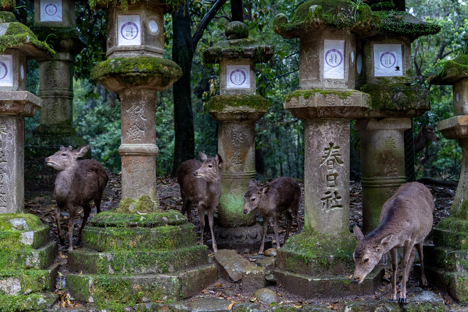 A view of Hikawa Shrine, Saitama - 3