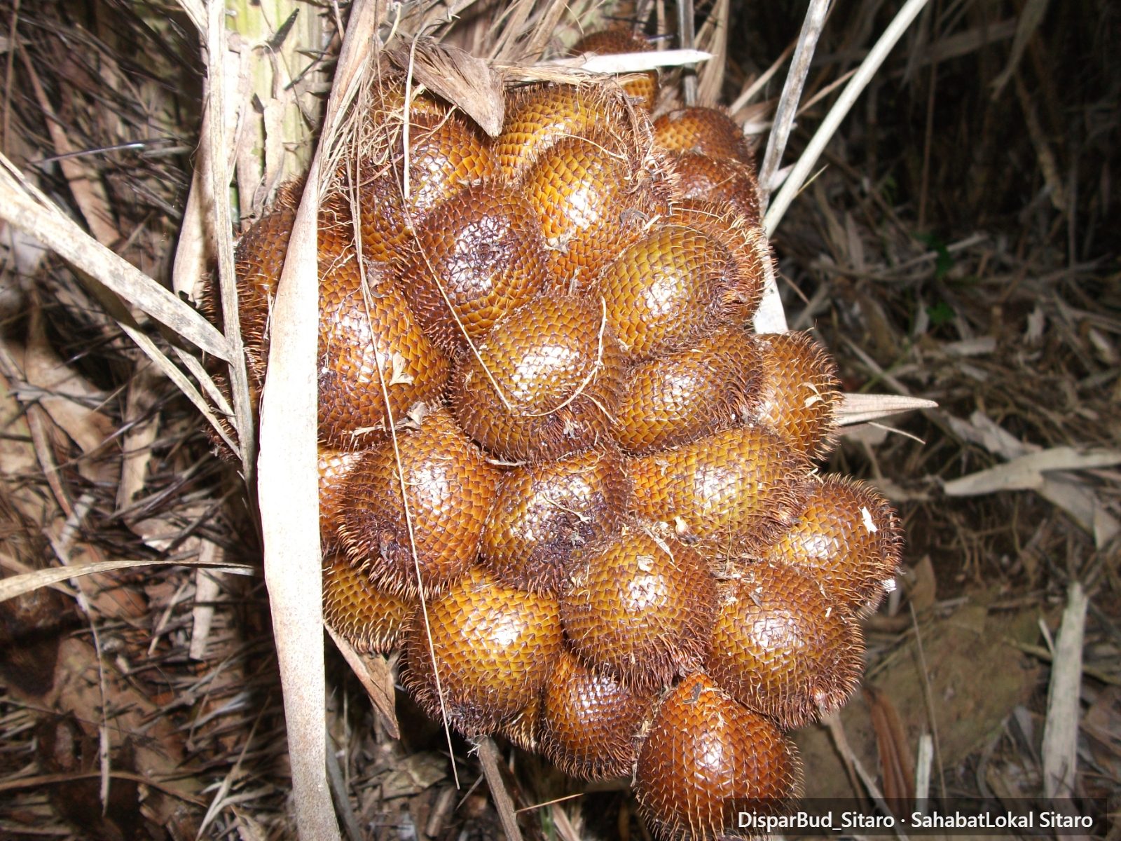 Perkebunan Salak Bawoleu