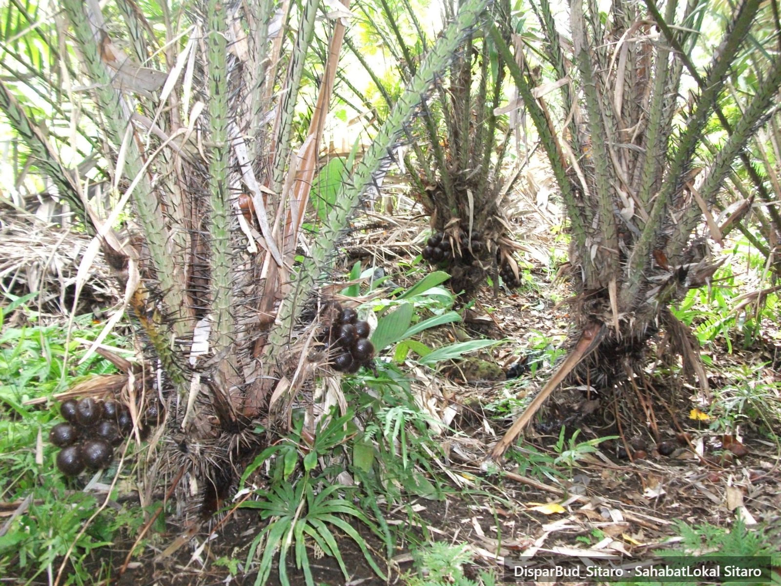 Perkebunan Salak Bawoleu foto 2