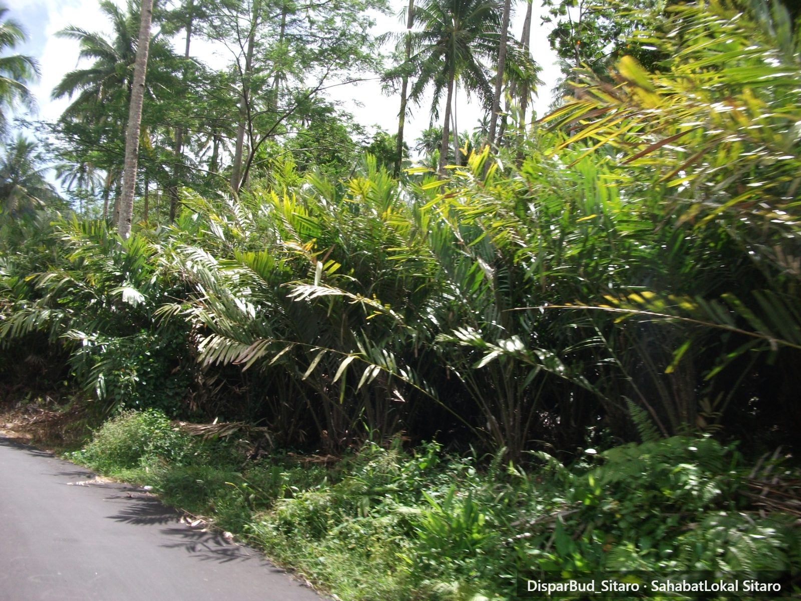 Perkebunan Salak Bawoleu foto 3