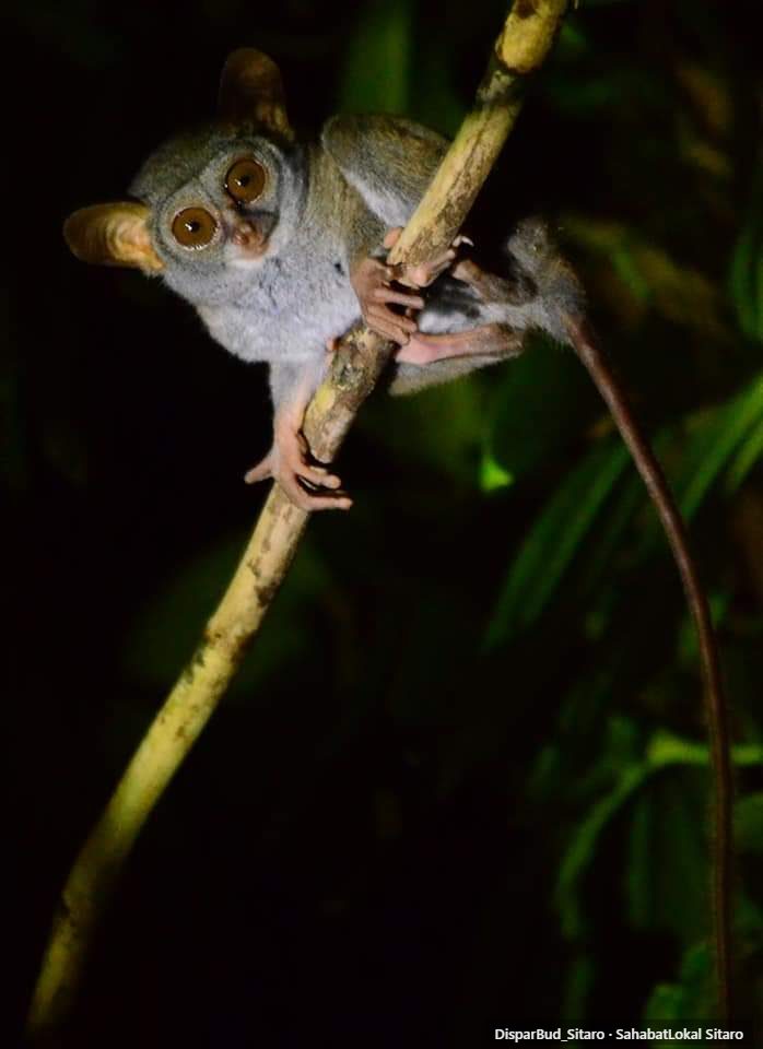 Tarsius Tumpala