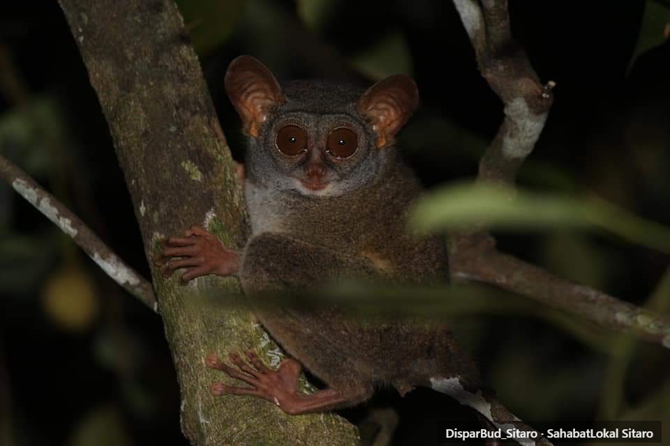 Tarsius Tumpala foto 2