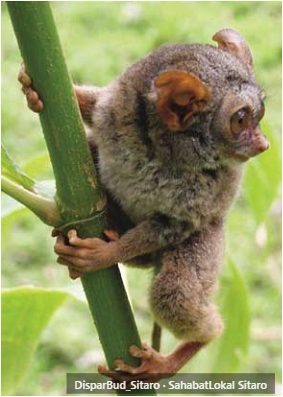 Tarsius Tumpala foto 3