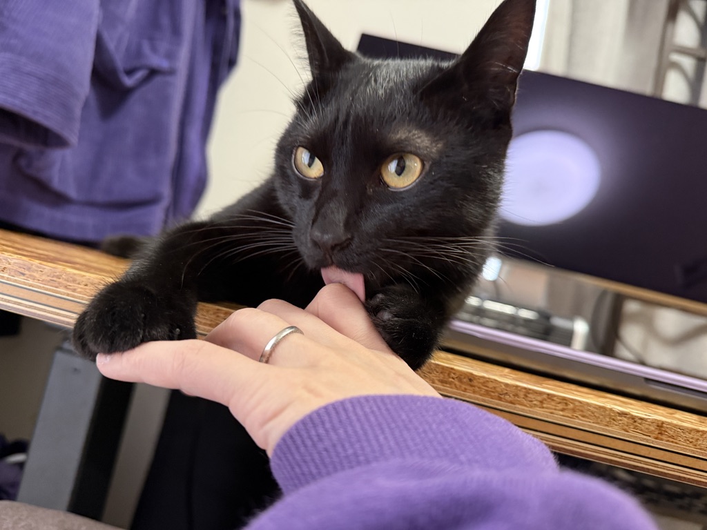 猫が舐めても大丈夫そうなスキンケア