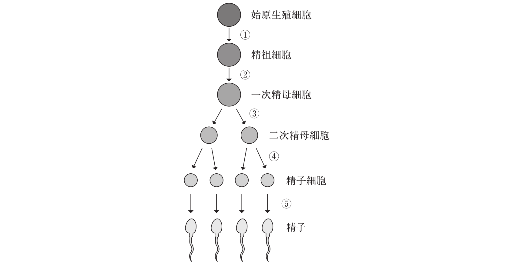 第115回 問197 の図 1