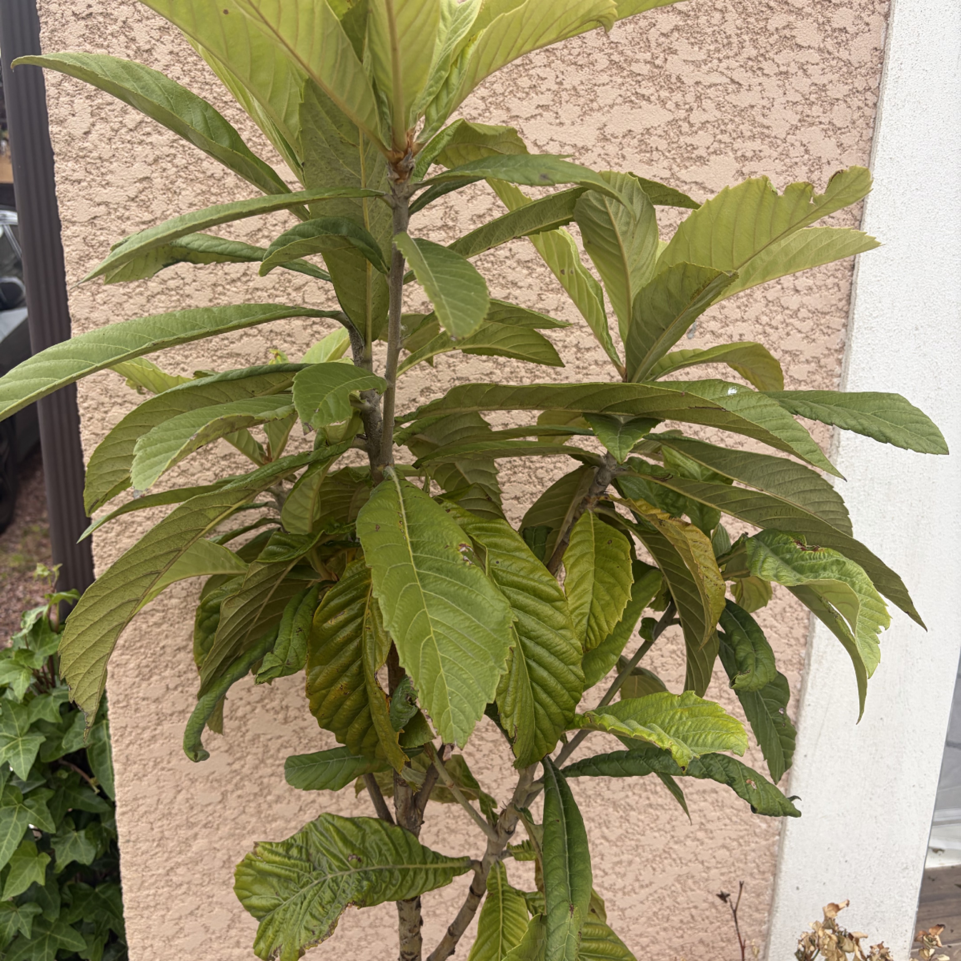 Jeune plant de néflier du Japon