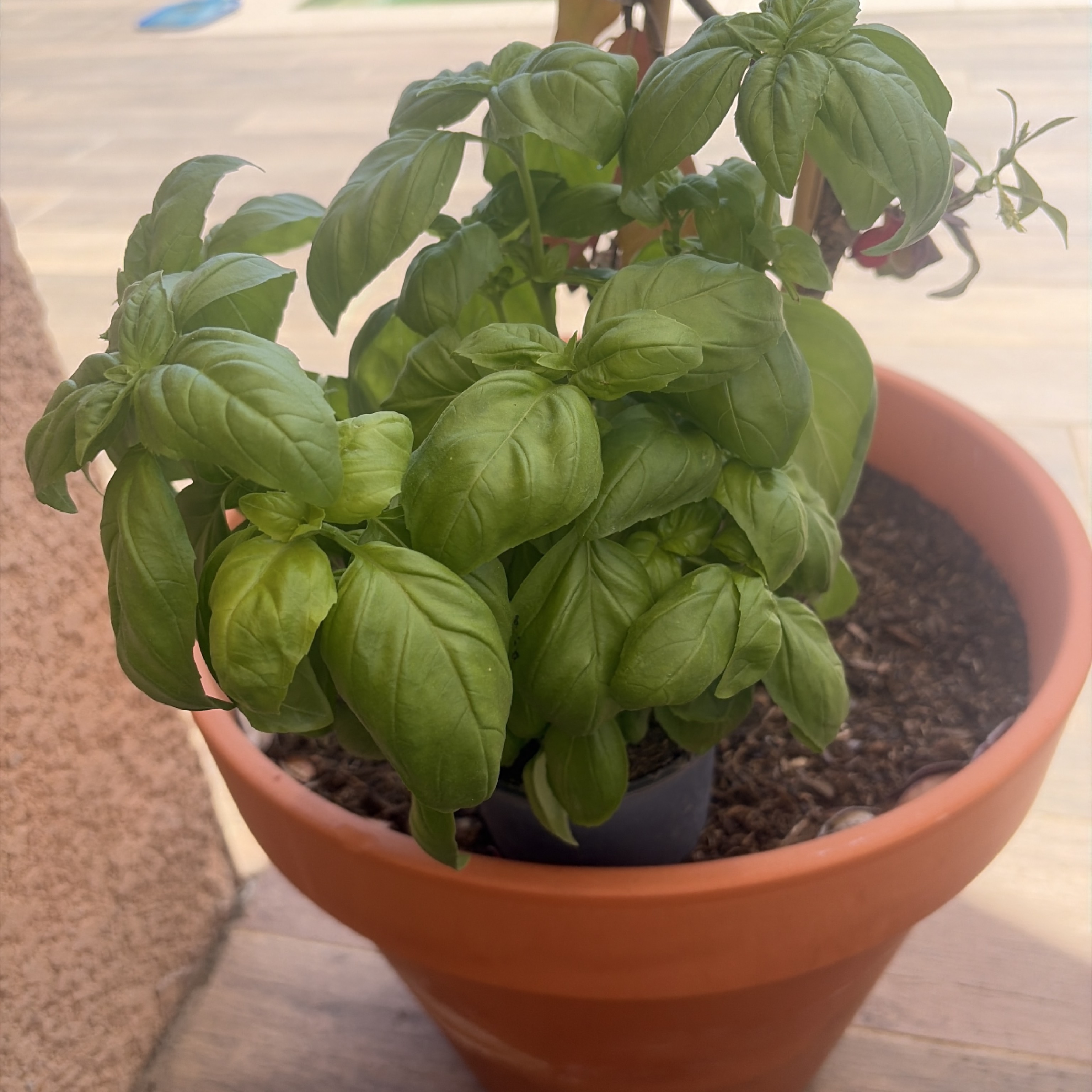 Basilic frais en pot magnifique 