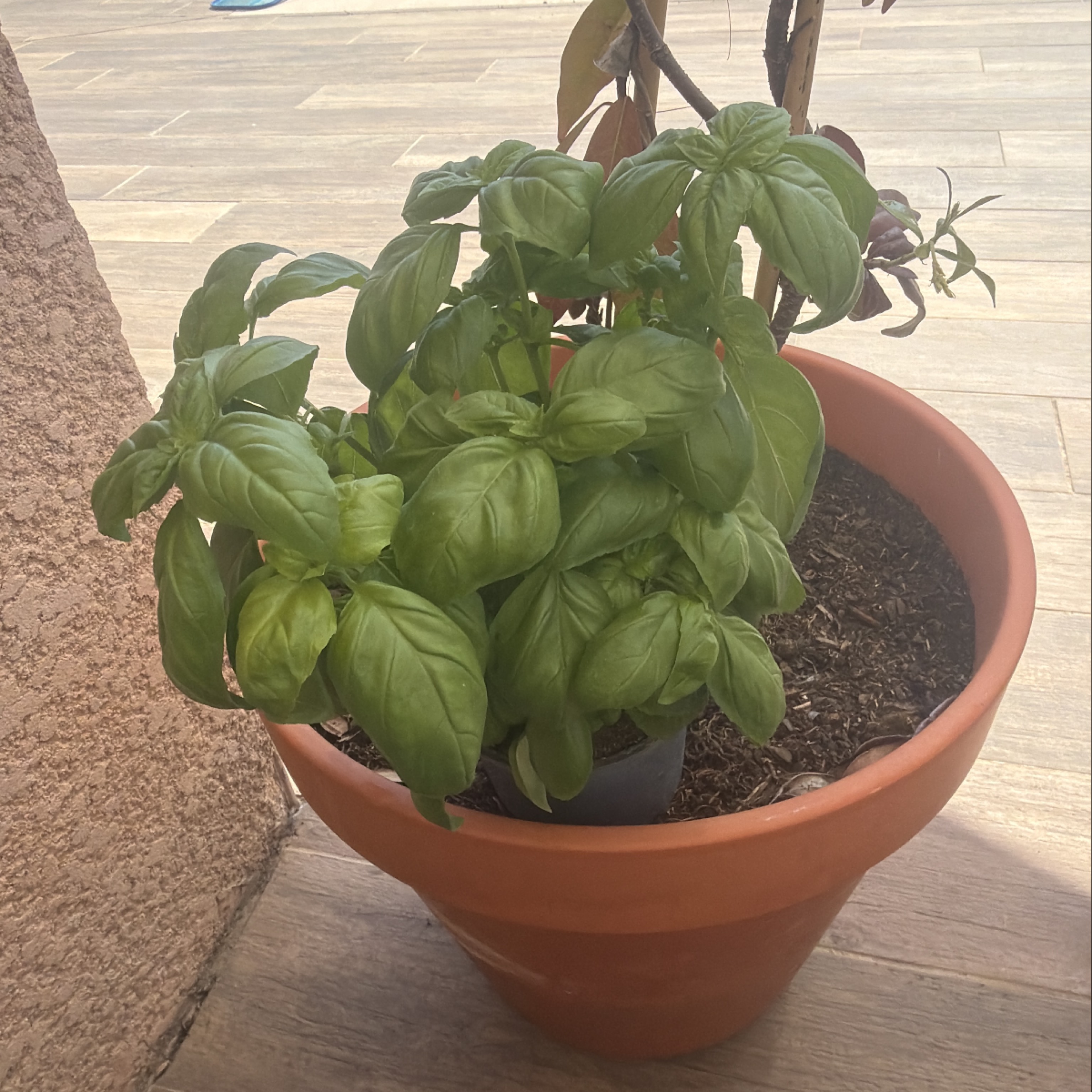 Basilic en pot