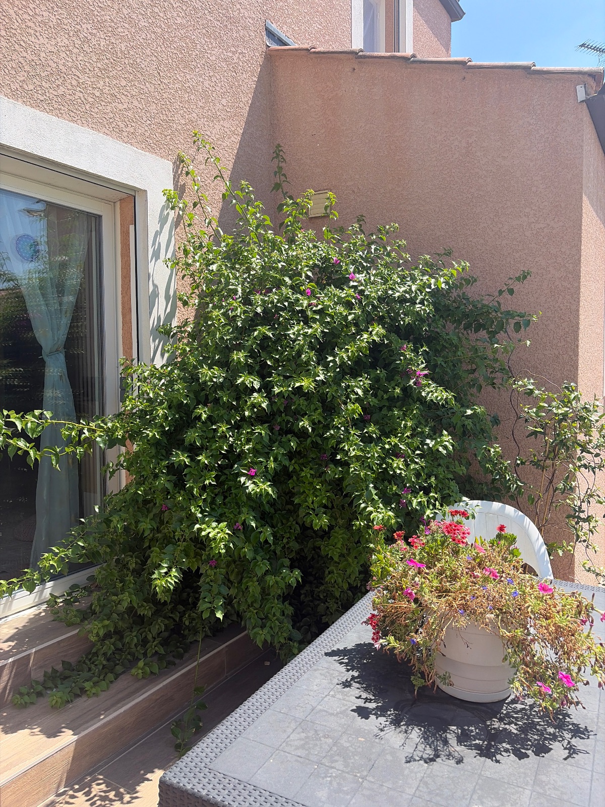 Tailler un bougainvilliers