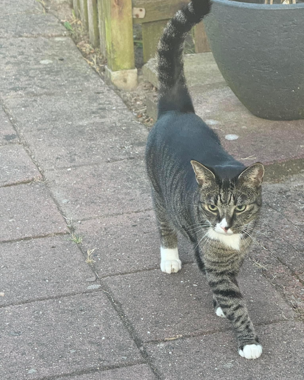 Missing Cat - Breukelen