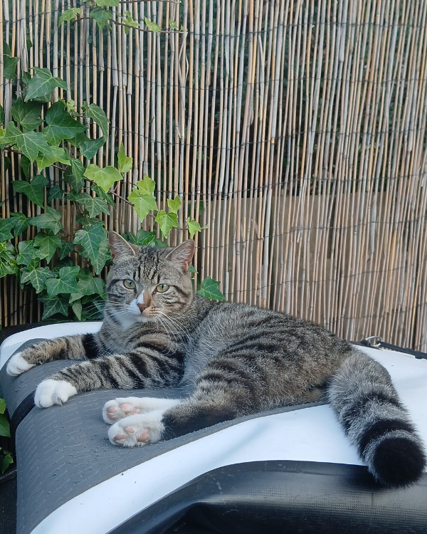 Missing Cat - Wilnis