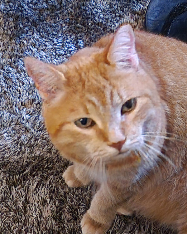 Missing Cat - Hansweert