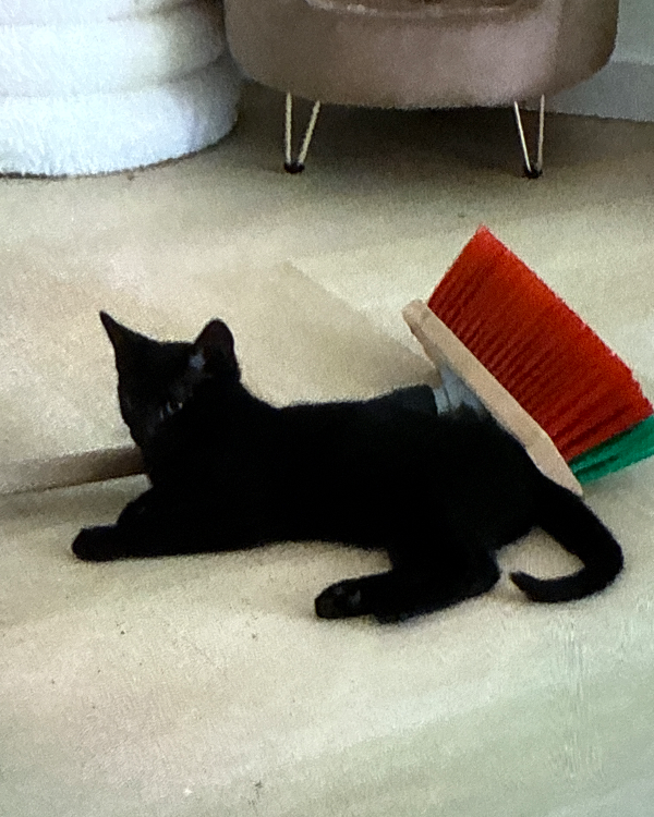 Missing Cat - Uithoorn