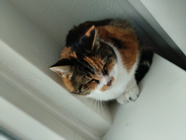 Missing Cat - Rijsbergen