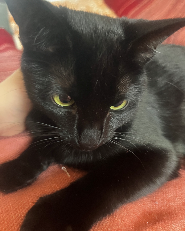 Found Cat - Den Haag