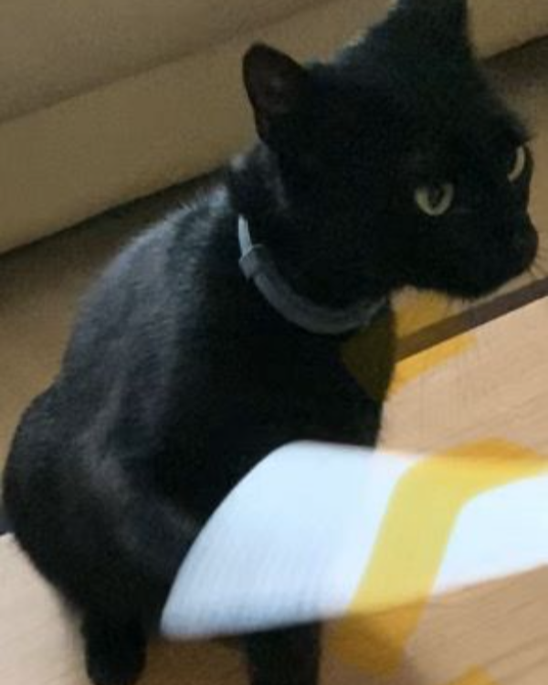 Missing Cat - Helmond