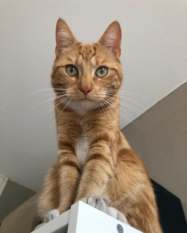 Missing Cat - Rotterdam