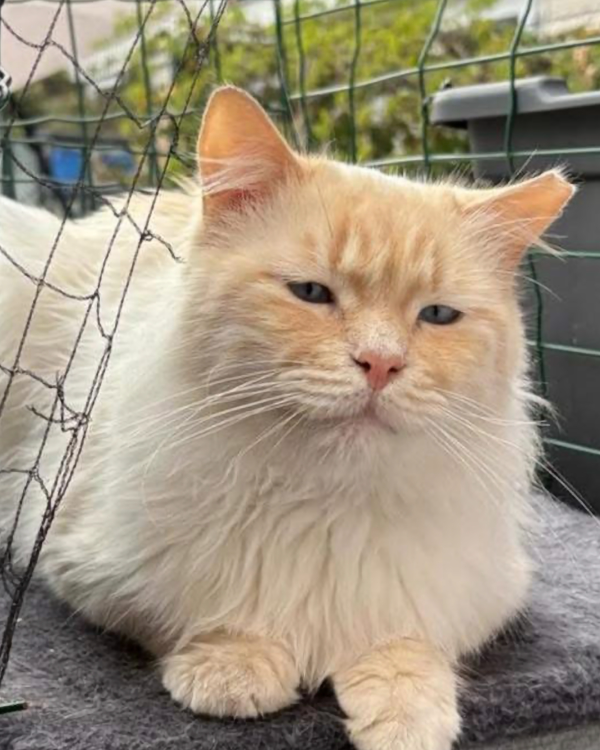 Missing Cat - Amsterdam