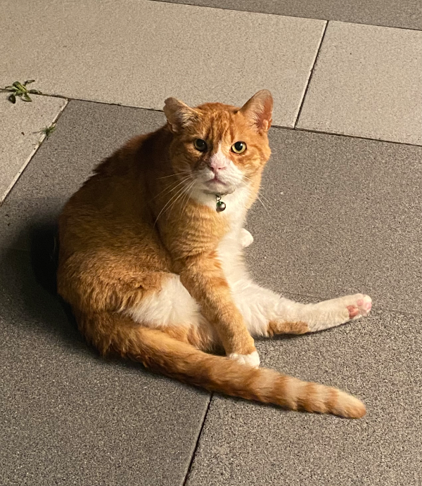 Found Cat - Eindhoven