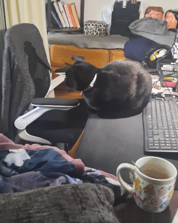 Found Cat - Amsterdam